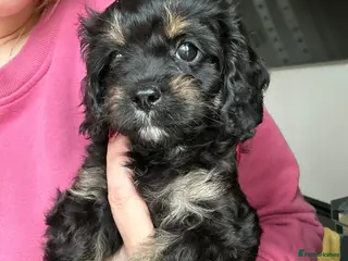 Cavapoo dogs F1 Cavapoo puppies 🐶 READY NOW - Advert 4