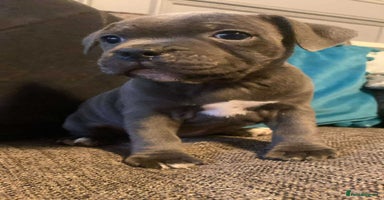 Staffordshire Bull Terrier dogs - Advert 13