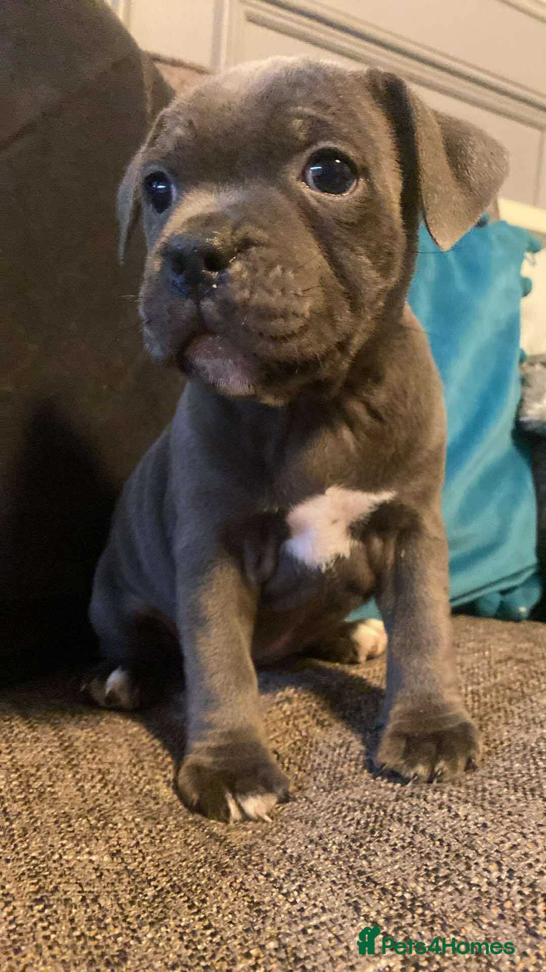 Staffordshire Bull Terrier dogs for sale: ready NOW BLUE Stafford puppies - Image 4