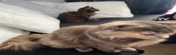 Mixed Breed cats for sale: Beautiful kitty for sale  - Advert 2