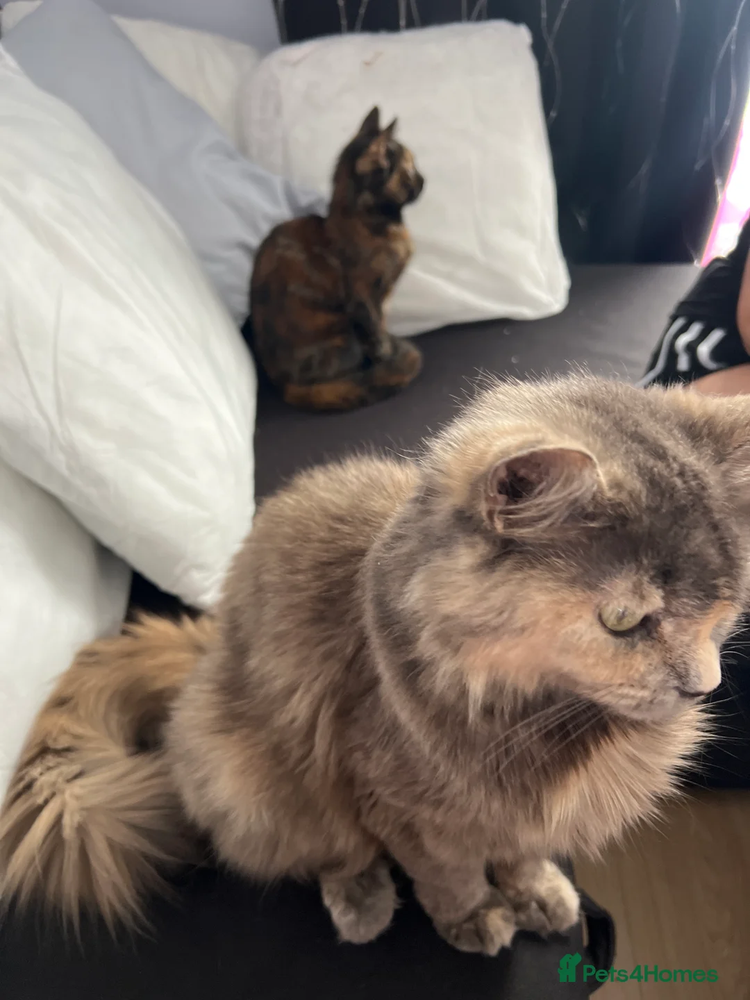 Mixed Breed cats for sale: Beautiful kitty for sale  - Advert 2