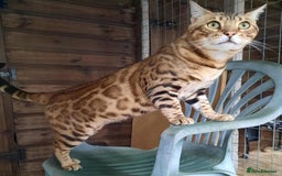 Bengal cats for sale: STUNNING GLITTER PELTED TICA REG BENGAL KITTENS - Image 21