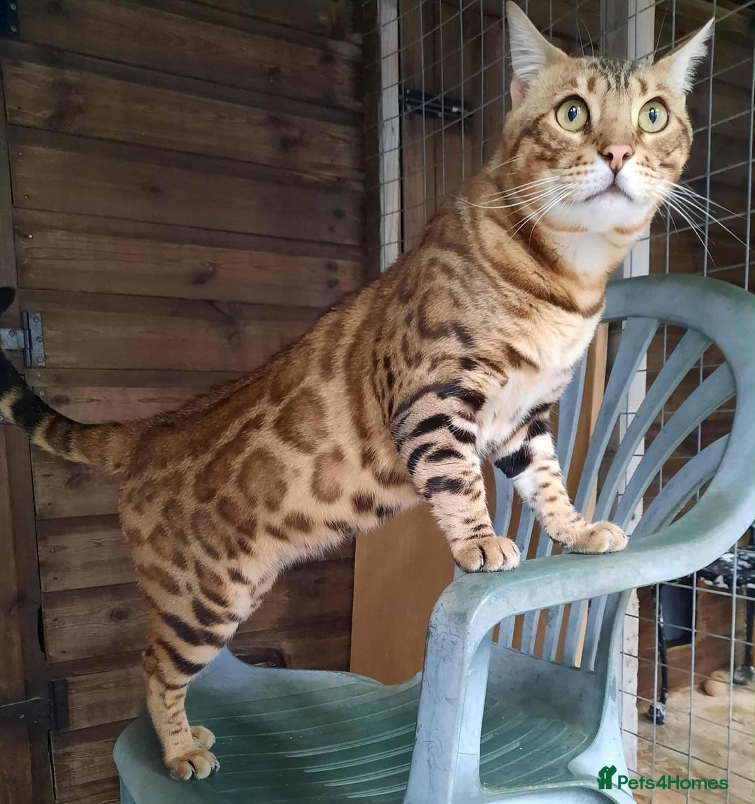 Bengal cats for sale: STUNNING GLITTER PELTED TICA REG BENGAL KITTENS - Image 21