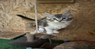 Maine Coon cats - Advert 12