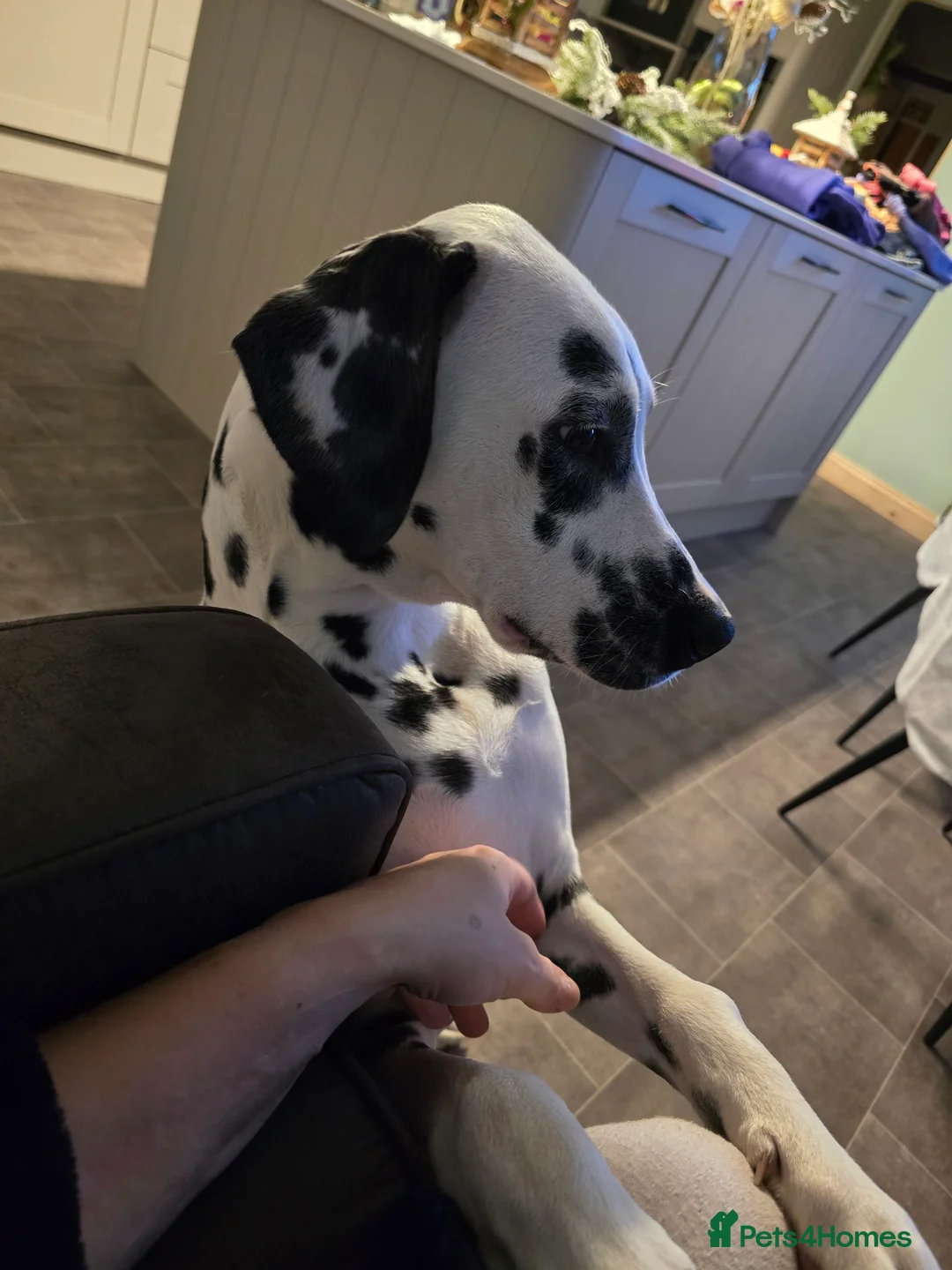 Dalmatian dogs for sale: 6 month old male dalmatian  - Advert 5