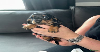 Miniature Dachshund dogs - Advert 1