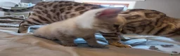 Bengal cats for sale: Tempest Bengal TICA registered kittens  - Advert 5