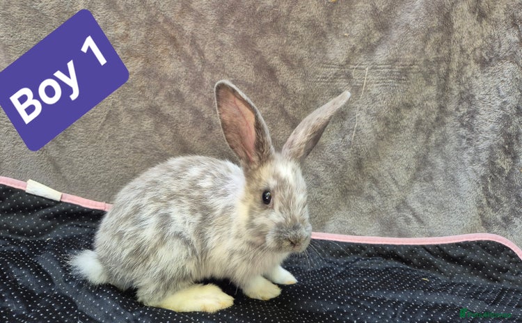 Mini Lop rabbits - Advert 9