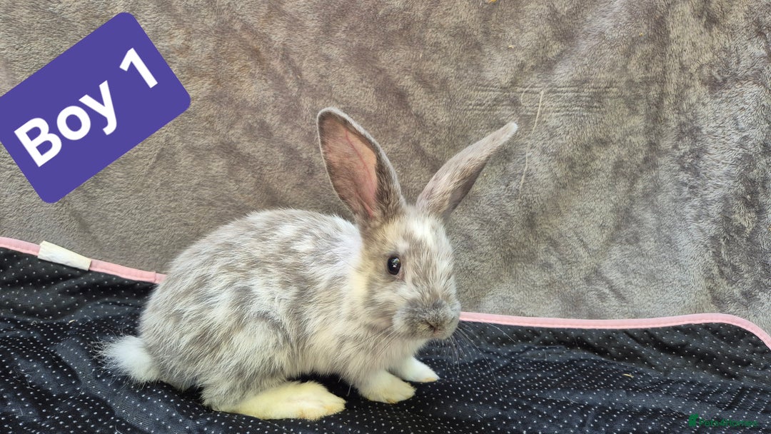 Mini Lop rabbits for sale: Mini plush lops  - Image 8