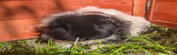 Guinea Pig rodents for sale: Two bonded, beautiful rare Texel boy guinea pigs in Swanage - Advert 5