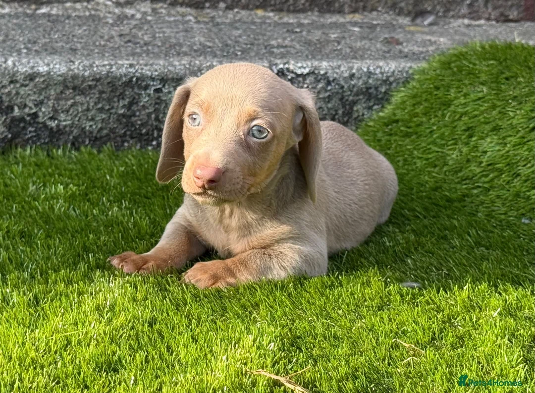 Miniature Dachshund dogs for sale: ❤️Adorable Isabella Miniature Dachshund Puppies 🐶 - Advert 1