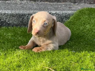 Miniature Dachshund dogs 💙Carry fluffy Isabella Mini Dachshund Puppies🐶❤️ - Advert 1