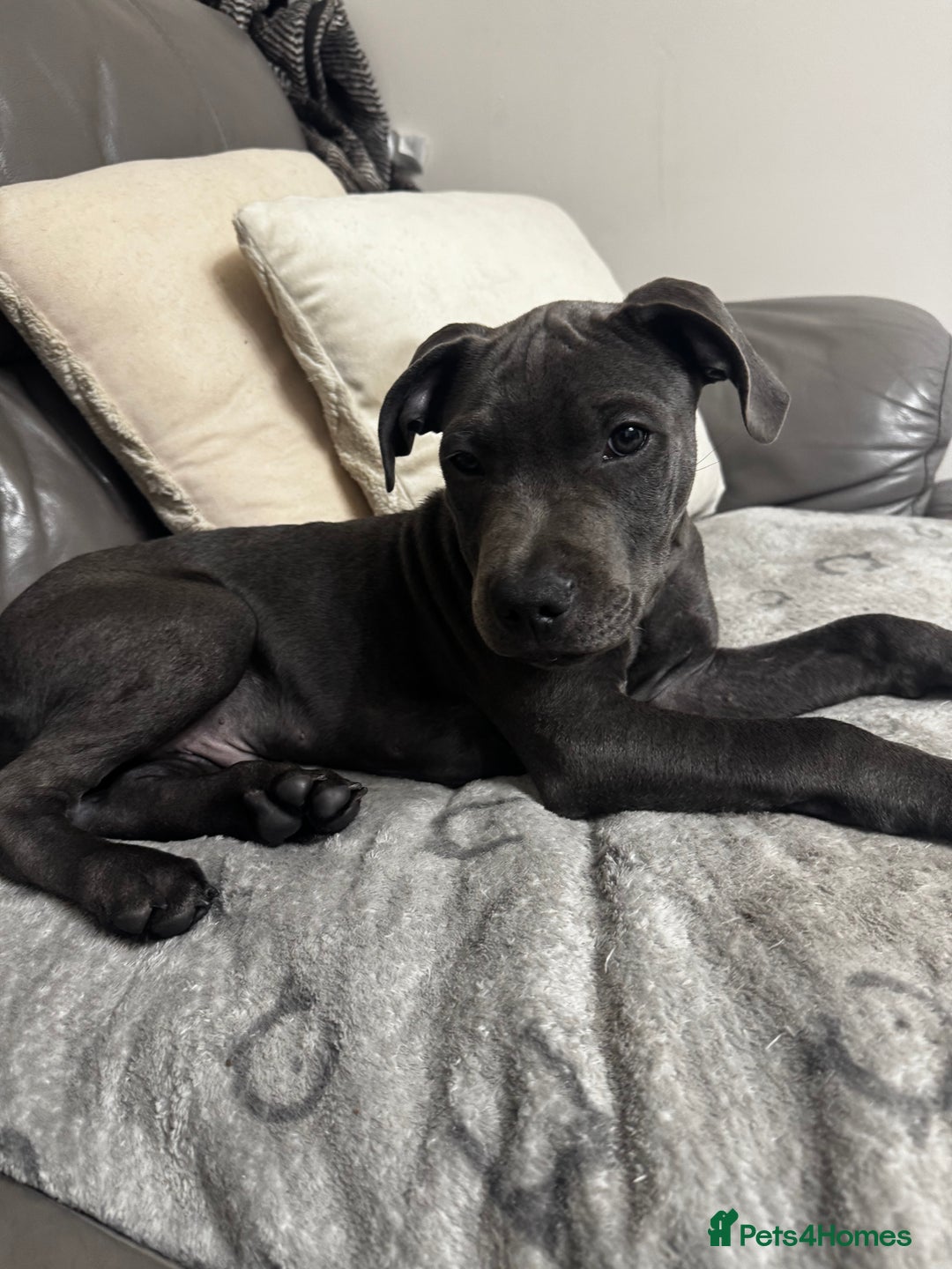 Staffordshire Bull Terrier dogs for sale: Staffordshire terrier pup boy 3 months old ;) - Image 4
