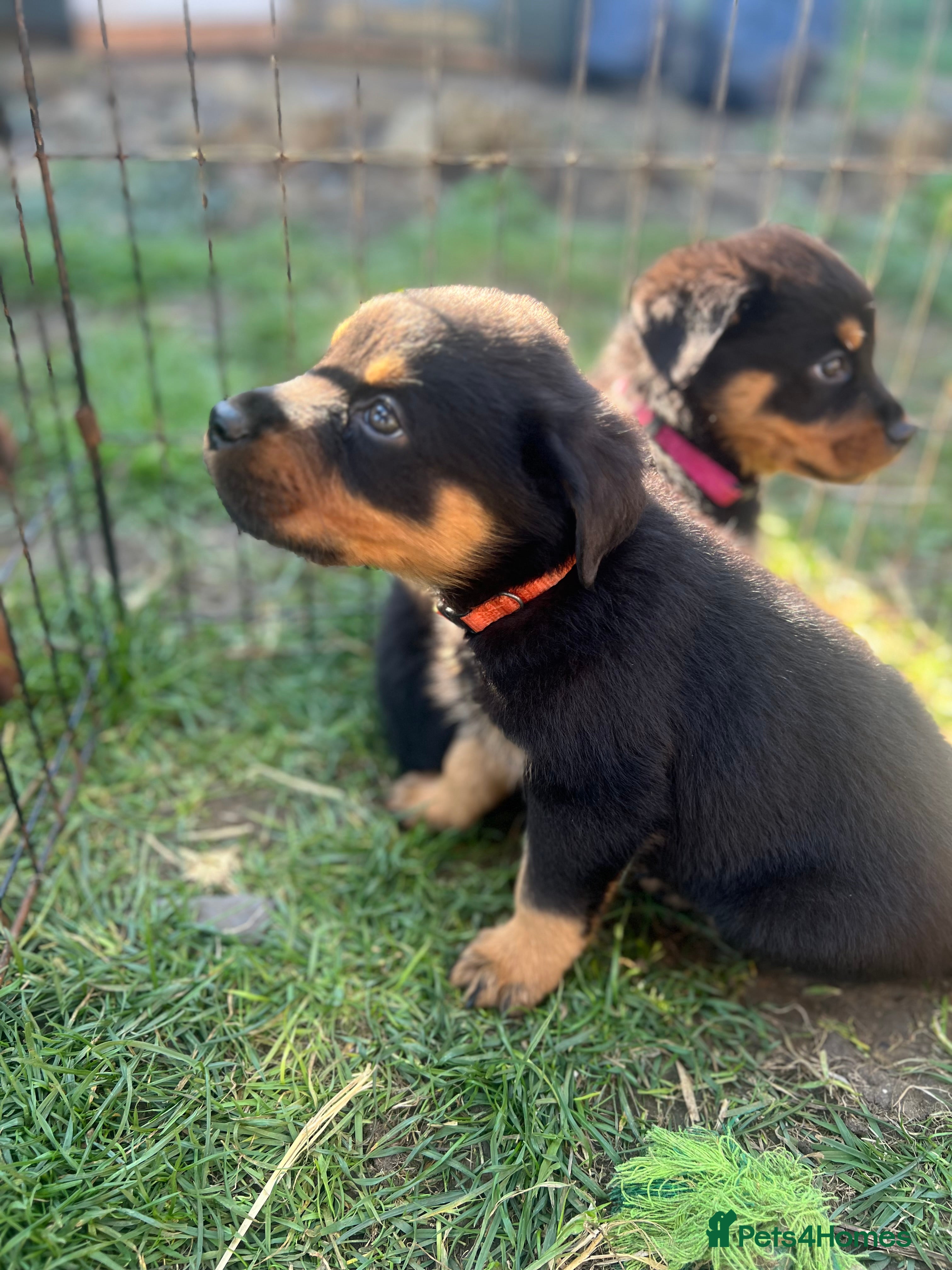 Rottweiler dogs Gorgeous Rottweiler pups ready to leave Monday  - Advert 14