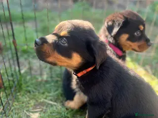 Rottweiler dogs Gorgeous Rottweiler pups ready to leave Monday - Advert 14