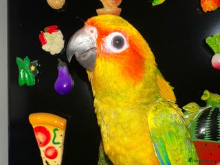 Parrots birds Beautiful Hand-reared tame Sun Conure ❤️♥️💖 - Advert 2