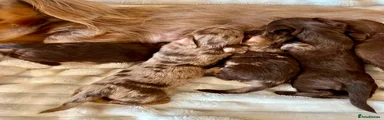Miniature Dachshund 4