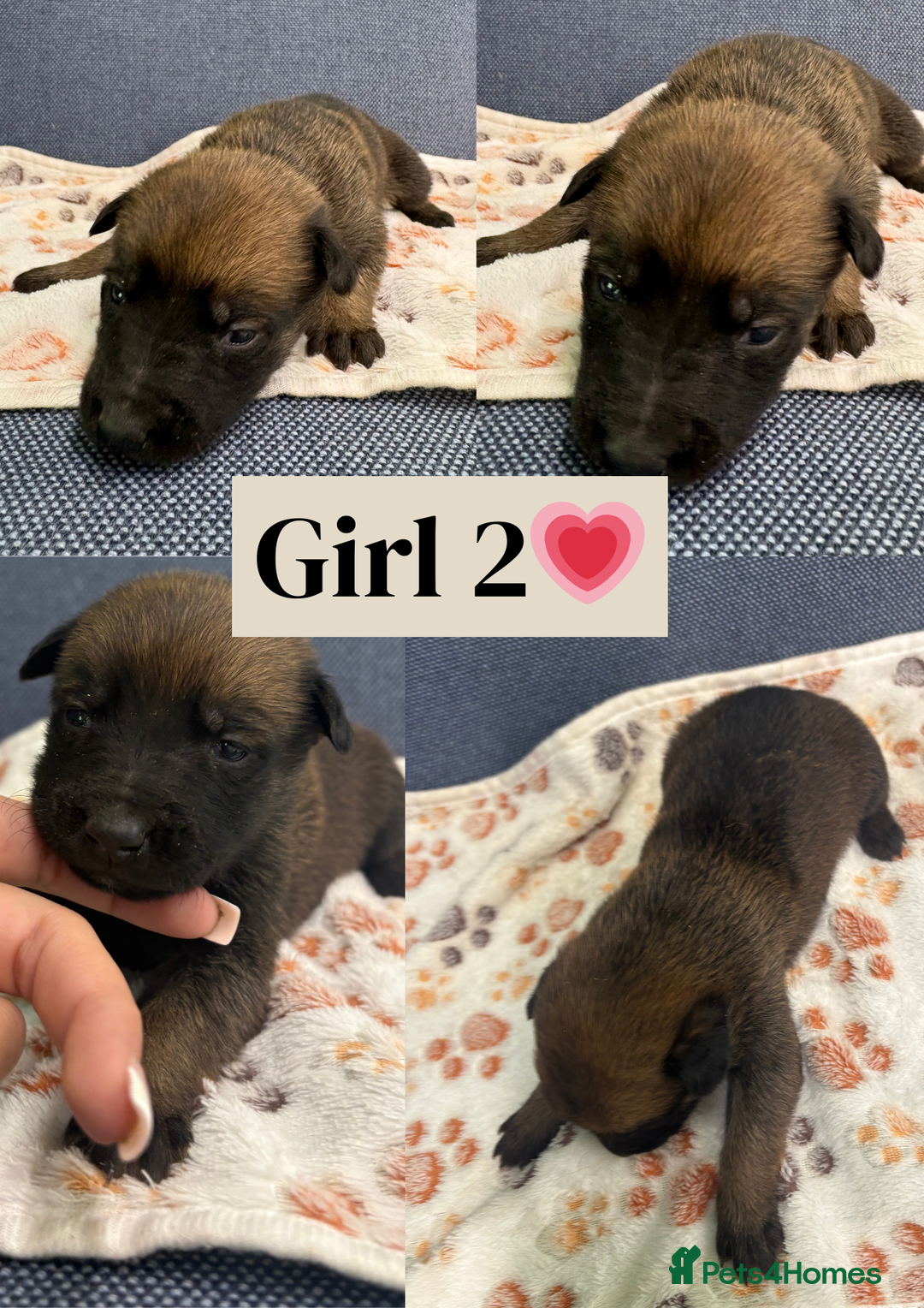 Belgian Shepherd Dog dogs for sale: 🐾Belgian Malinois Puppies Looking for Homes🐾 - Advert 4