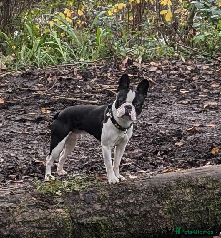 Boston Terrier dogs Boston terrier for stud - Advert 1
