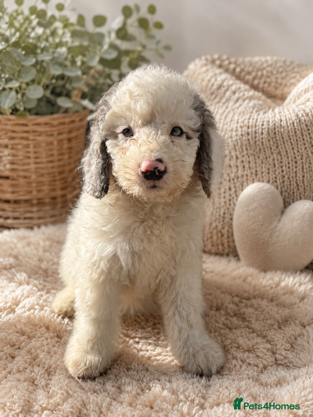 Labradoodle dogs F1b health tested miniature Labradoodles 🌼 - Advert 1