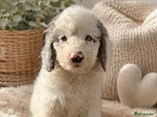 Labradoodle dogs F1b health tested miniature Labradoodles 🌼 - Advert 1