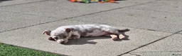 Jack Russell dogs for sale: Merle jack russels - Advert 17