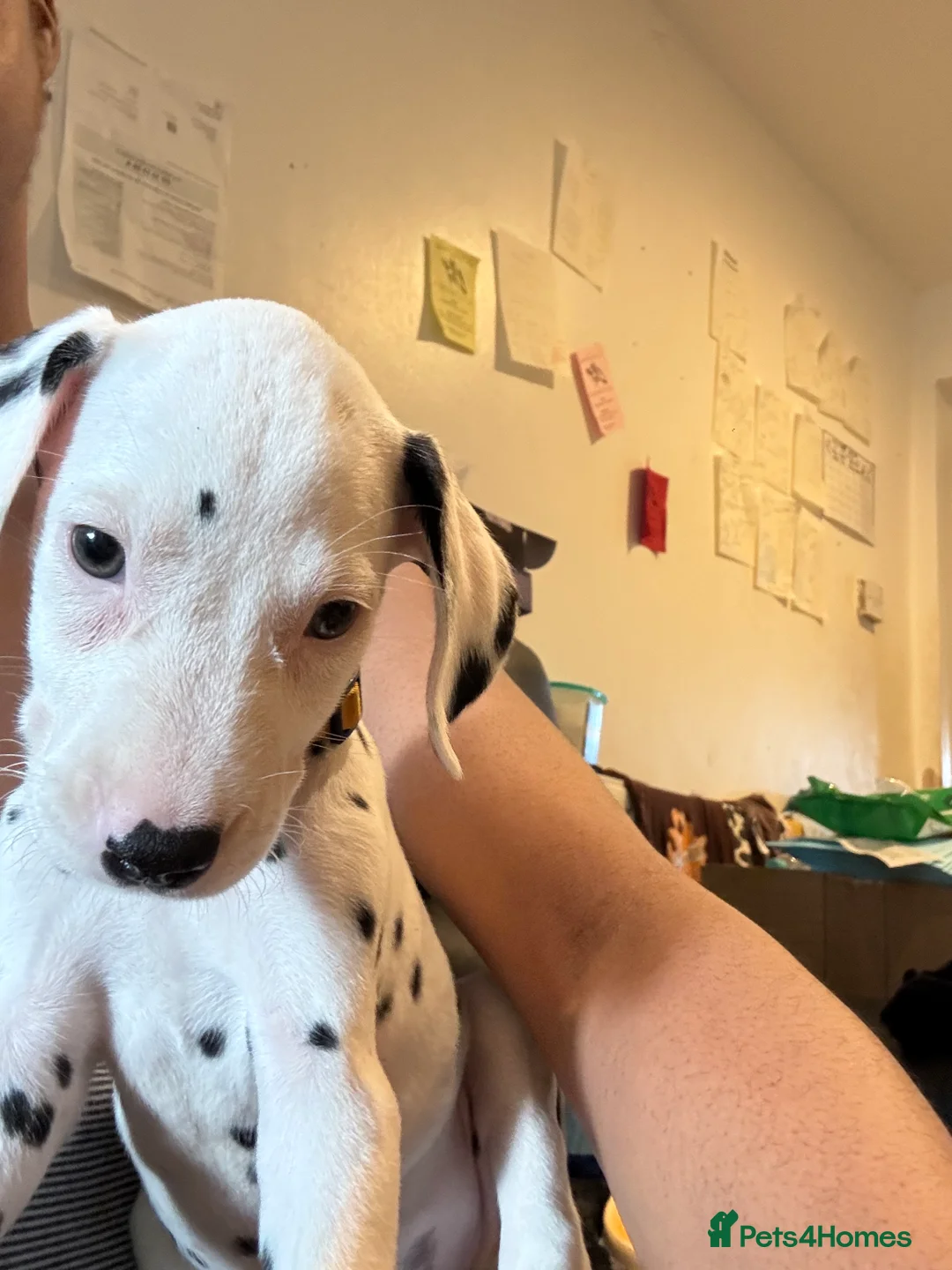Dalmatian dogs for sale: 🐾 Stunning KC Pedigree Dalmatian Puppies 🐾 - Advert 2
