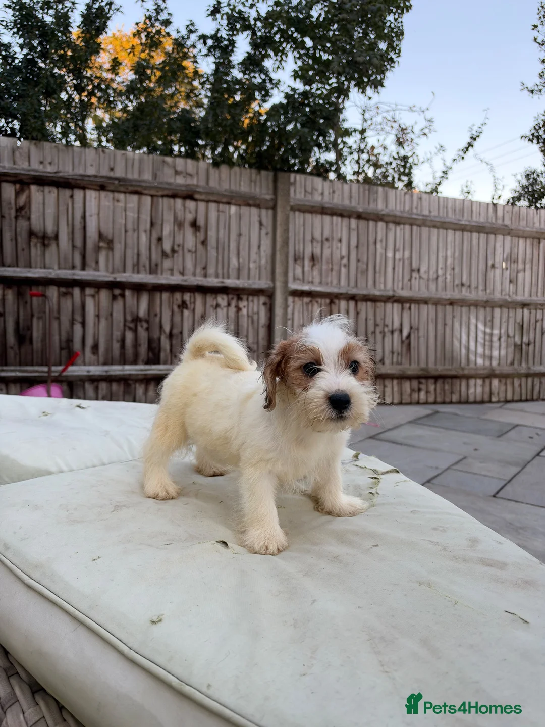 Jack Russell dogs for sale: 3 male Jack Russell puppies  - Advert 2