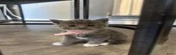 British Shorthair cats for sale: Mixed British Shorthair Kittens - Advert 5