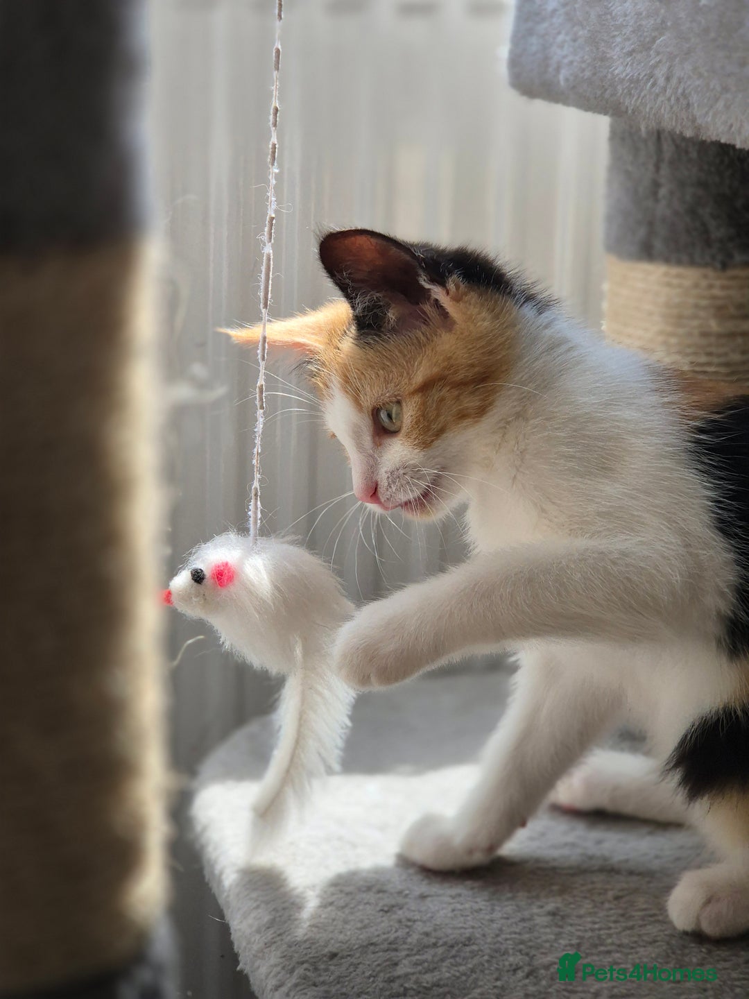 British Shorthair cats for sale: British shorthair cross domestic short hair  - Image 2