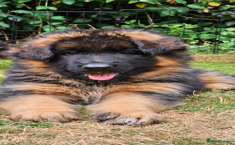 German Shepherd dogs - Advert 9