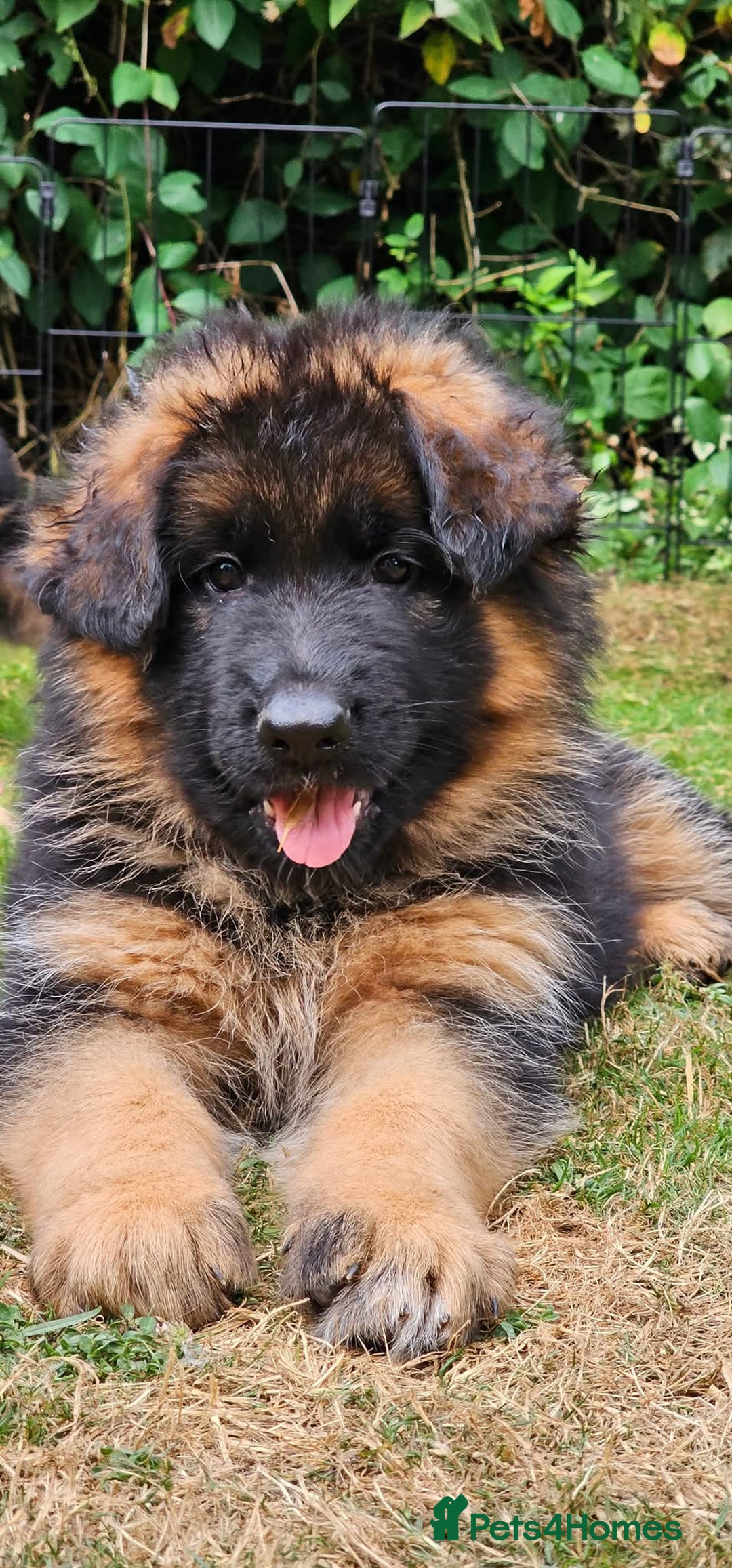 German Shepherd dogs for sale: German Shepard  - Image 1