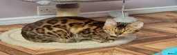 Bengal cats for sale: TICA Active Reg 11mth Bengal Girl  - Advert 4