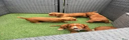 Cocker Spaniel dogs for sale: Red KC cocker spaniel puppies  - Advert 20