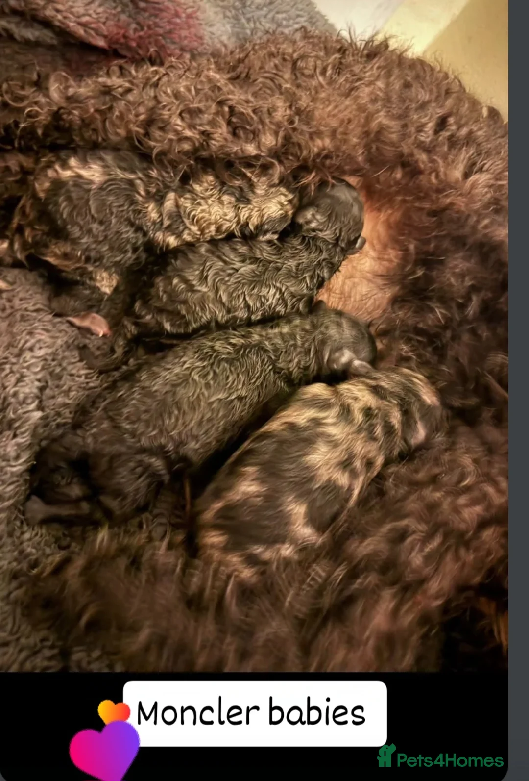 Miniature Poodle dogs for stud: Chocolate merle miniature poodle stud - Advert 8