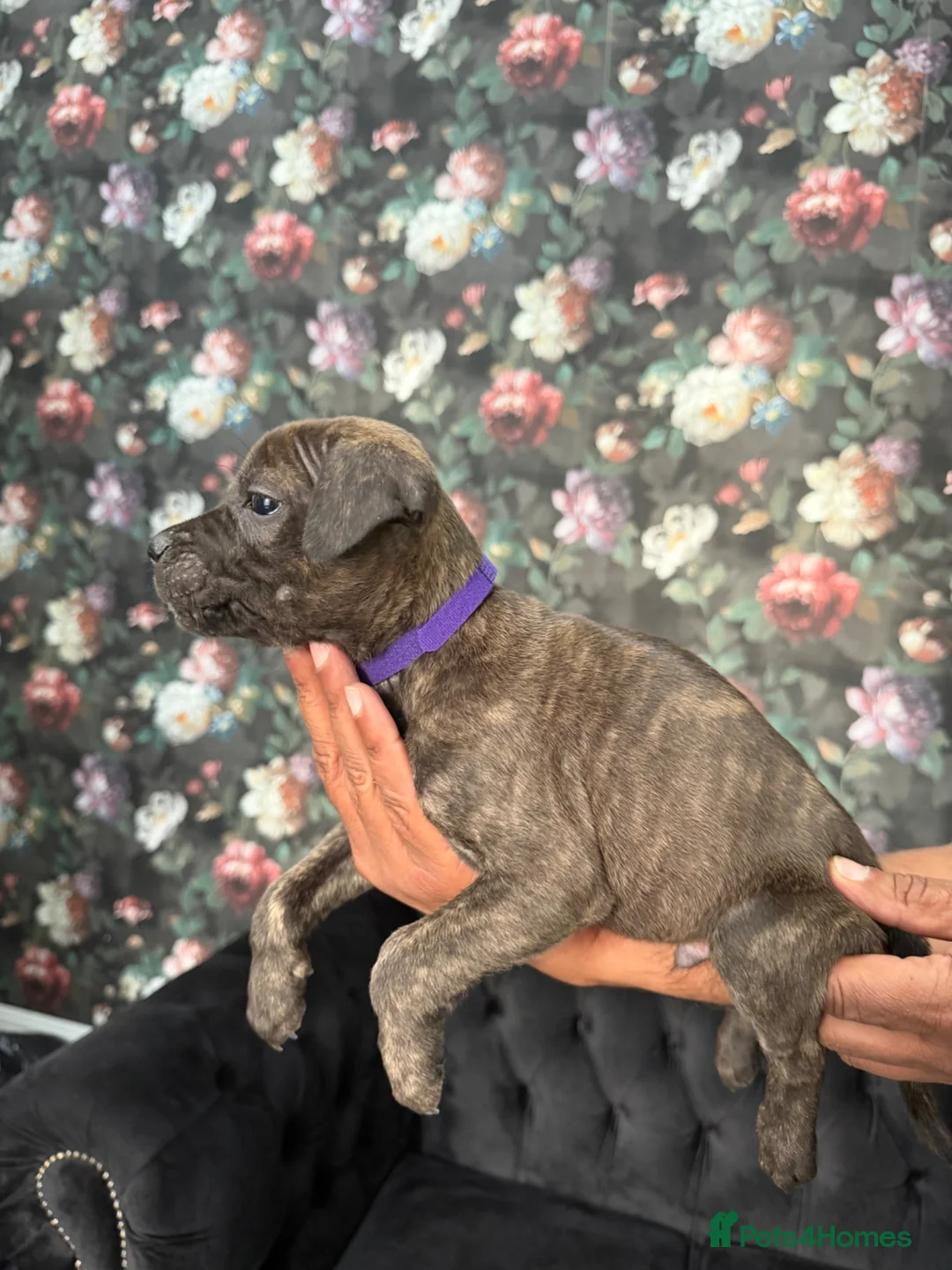 Staffordshire Bull Terrier dogs for sale: Staffordshire bullterrier puppies  in Birmingham - Advert 19