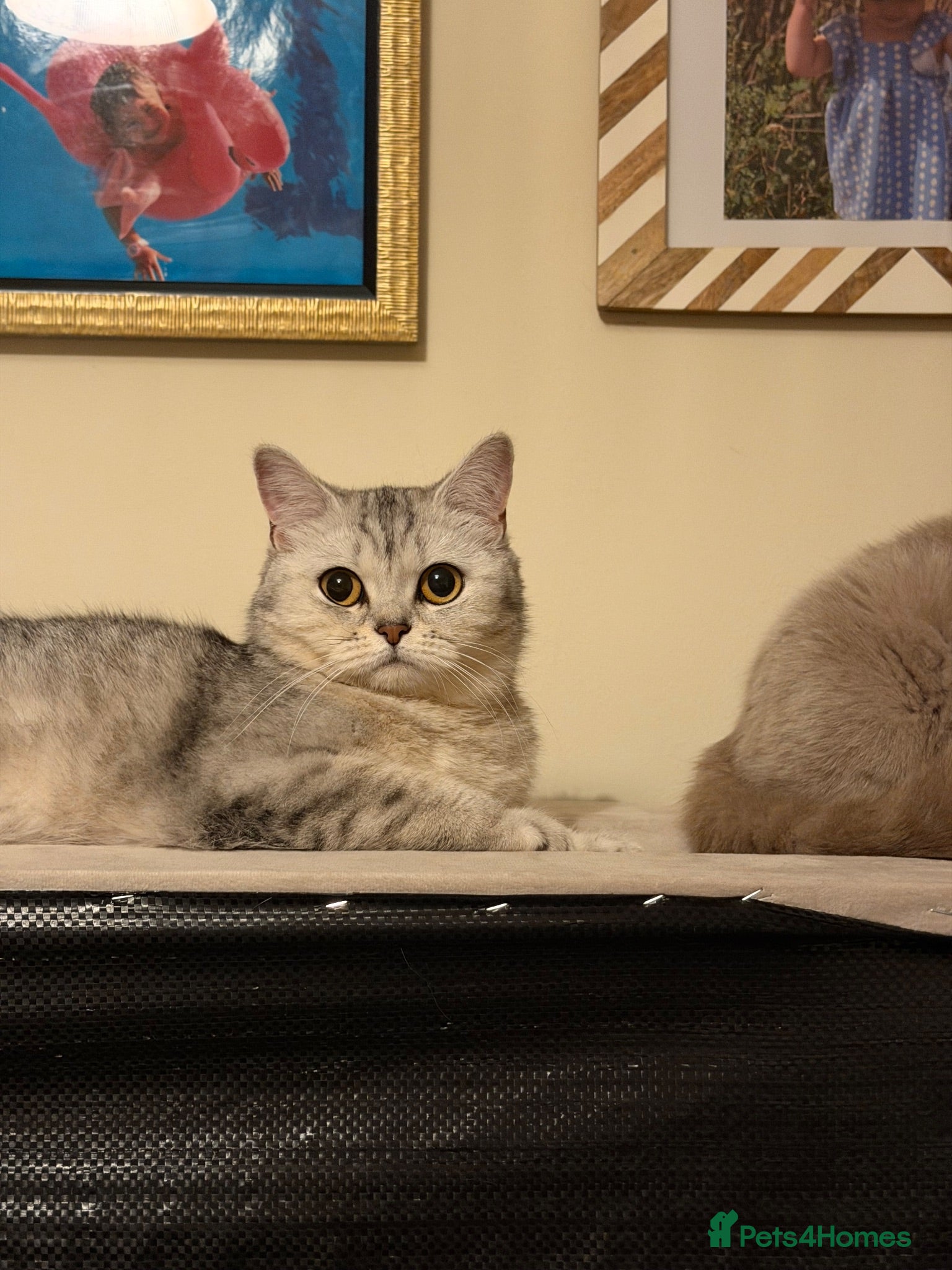 Scottish Fold cats Silver chinchilla Scottish folds  - Advert 2