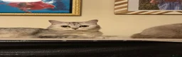 Scottish Fold cats for sale: Silver chinchilla Scottish folds  - Advert 10