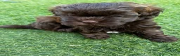 Shihpoo dogs for sale: Stunning 3/4 Imperial Shih Tzu x 1/4 Toy poodle - Advert 9