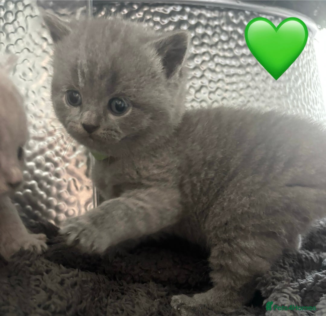 British Shorthair cats for sale: British Shorthair kittens  - Advert 31