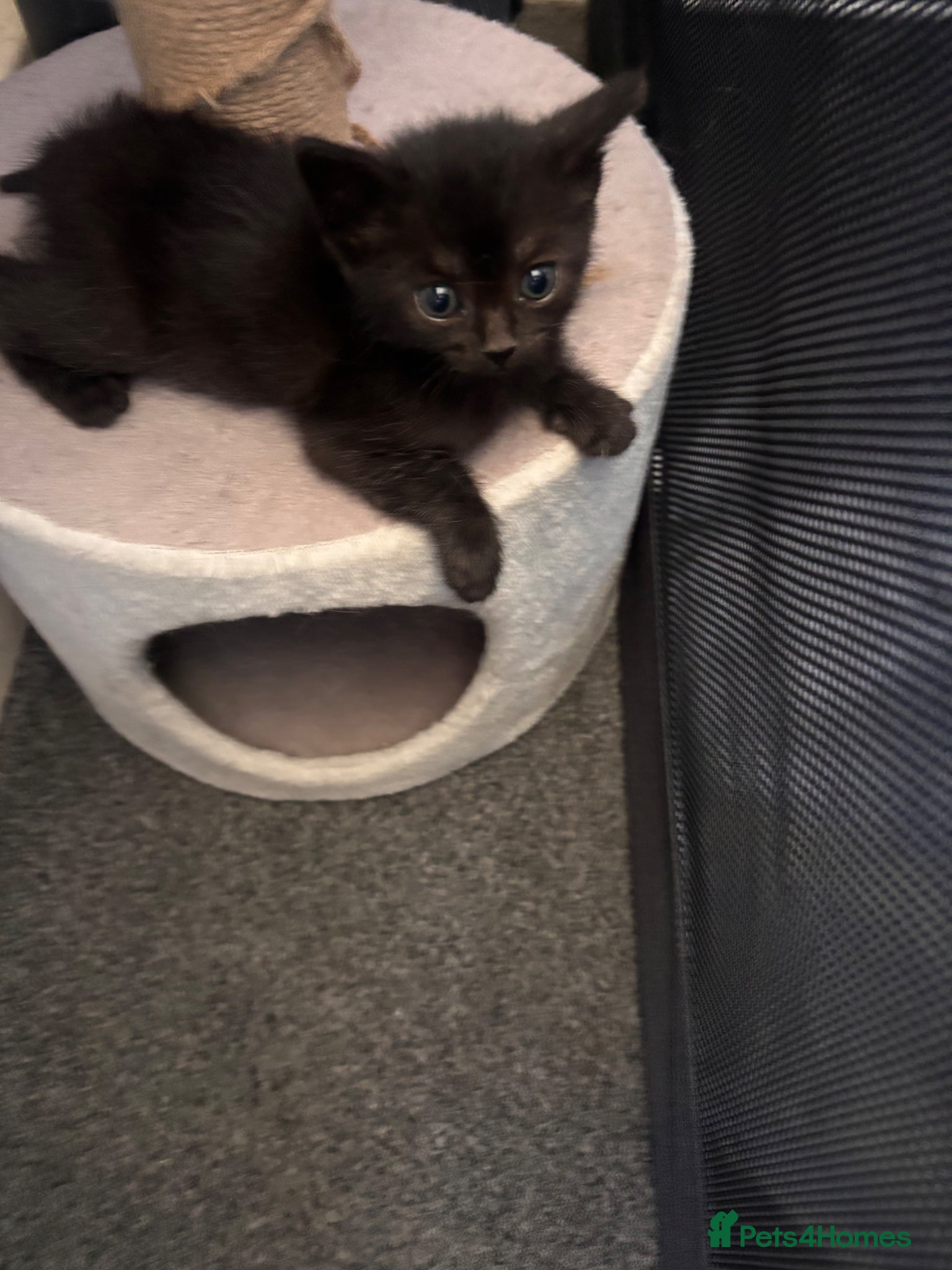 Mixed Breed cats for sale: Male kittens - Advert 12