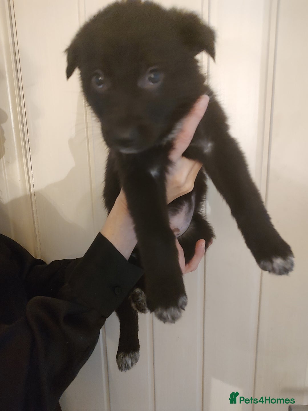 Mixed Breed dogs for sale: Shollie Puppies - GSD/short Haired Border Collie  - Advert 3