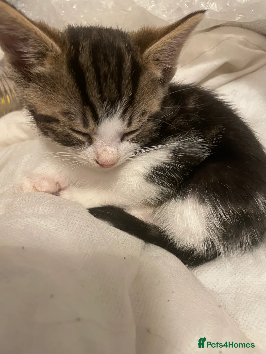 Mixed Breed cats for sale: Stunning Mix Thai “Khao manee” kittens  - Advert 2