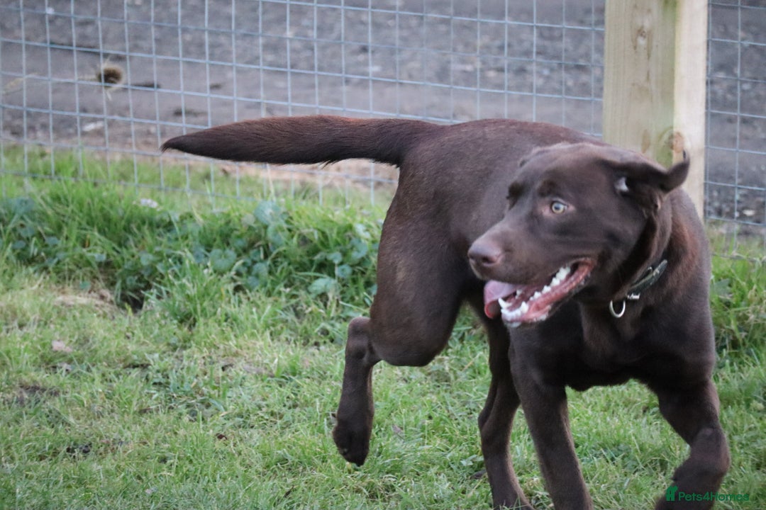 Labrador Retriever dogs for sale: Chocolate lab female  - Advert 4