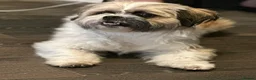 Shih Tzu dogs for sale: Shi Tzu  in Nottingham - Advert 3