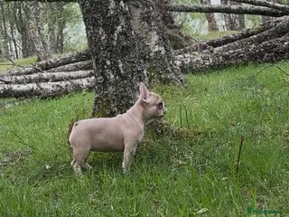 French Bulldog dogs French bulldog - Advert 1