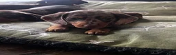 Miniature Dachshund dogs for sale: ONE Gorgeous boy Health tested KC parents  - Advert 4
