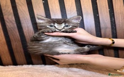 Ragdoll cats for sale: 🌙 Grey Ghost Kittens🎃 – Ragdoll × Tabby 🐾 - Image 22