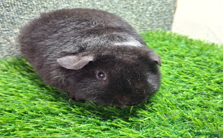Guinea Pig rodents - Advert 6