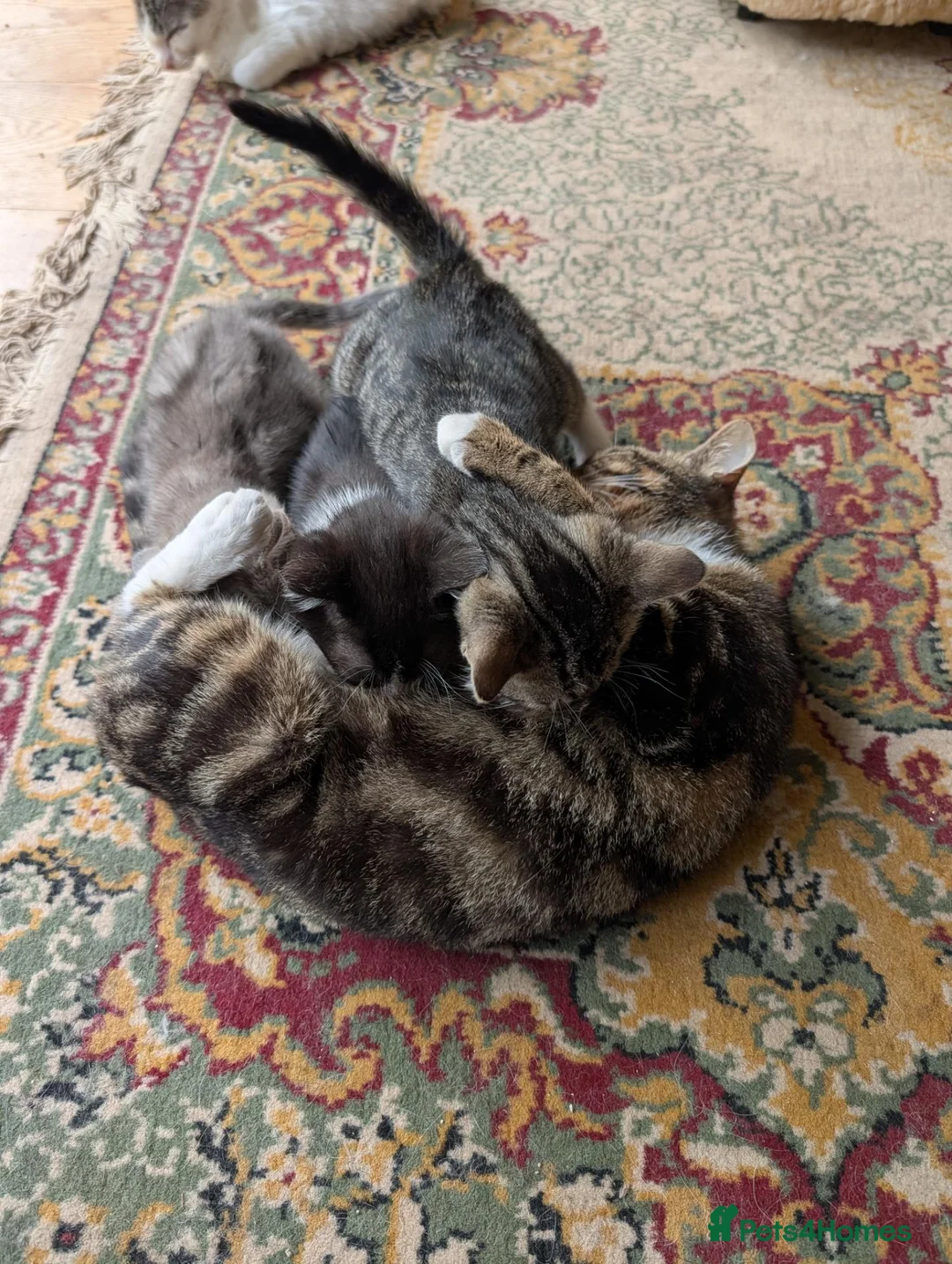 Mixed Breed cats for sale: Daphne's babies - Advert 2